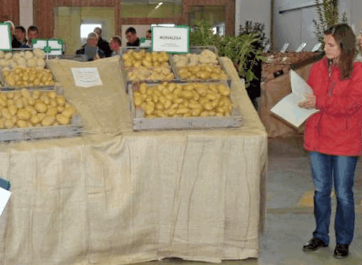 Anna La PATATA - Comité Nord Plant de pommes de terre